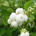 SNOWBERRY Symphoricarpos Albus - 10 SEEDS