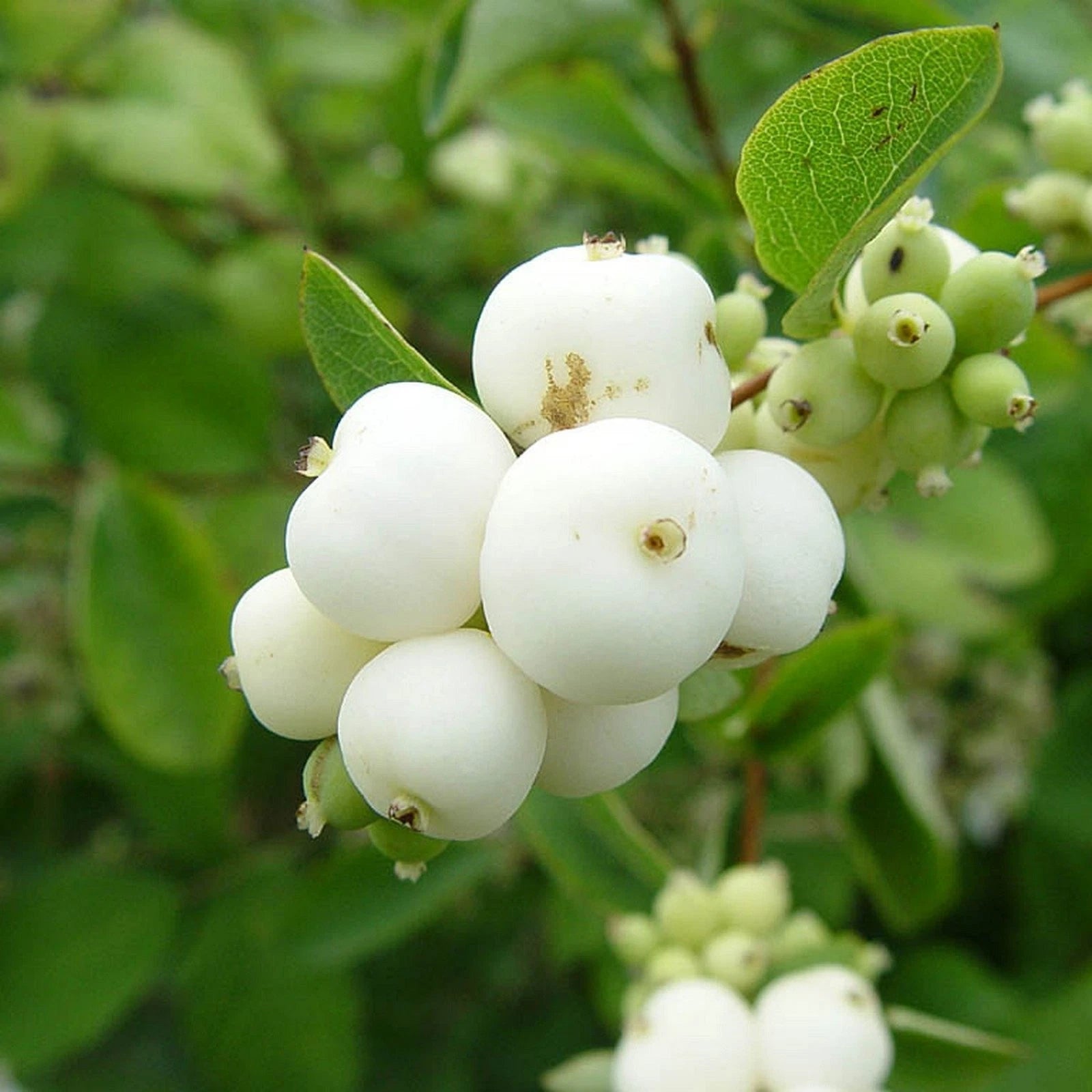 SNOWBERRY Symphoricarpos Albus - 10 SEEDS