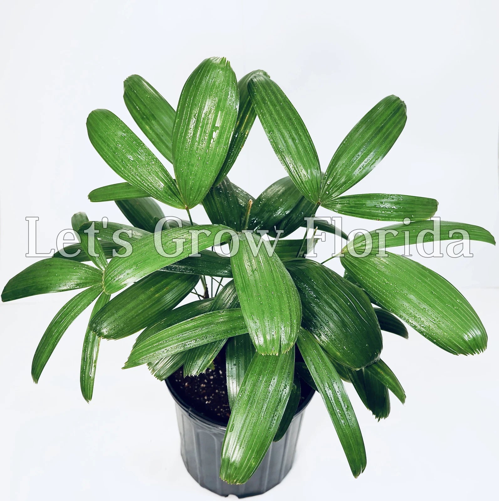 Rhapis Koban, ¡®The Puffy Leaf Japanese Lady Palm¡¯