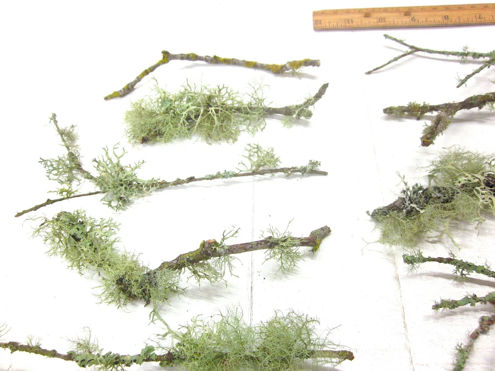 10 count 6-12 Live Lichen & Moss Covered Wood Sticks, Terrarium Fairy garden