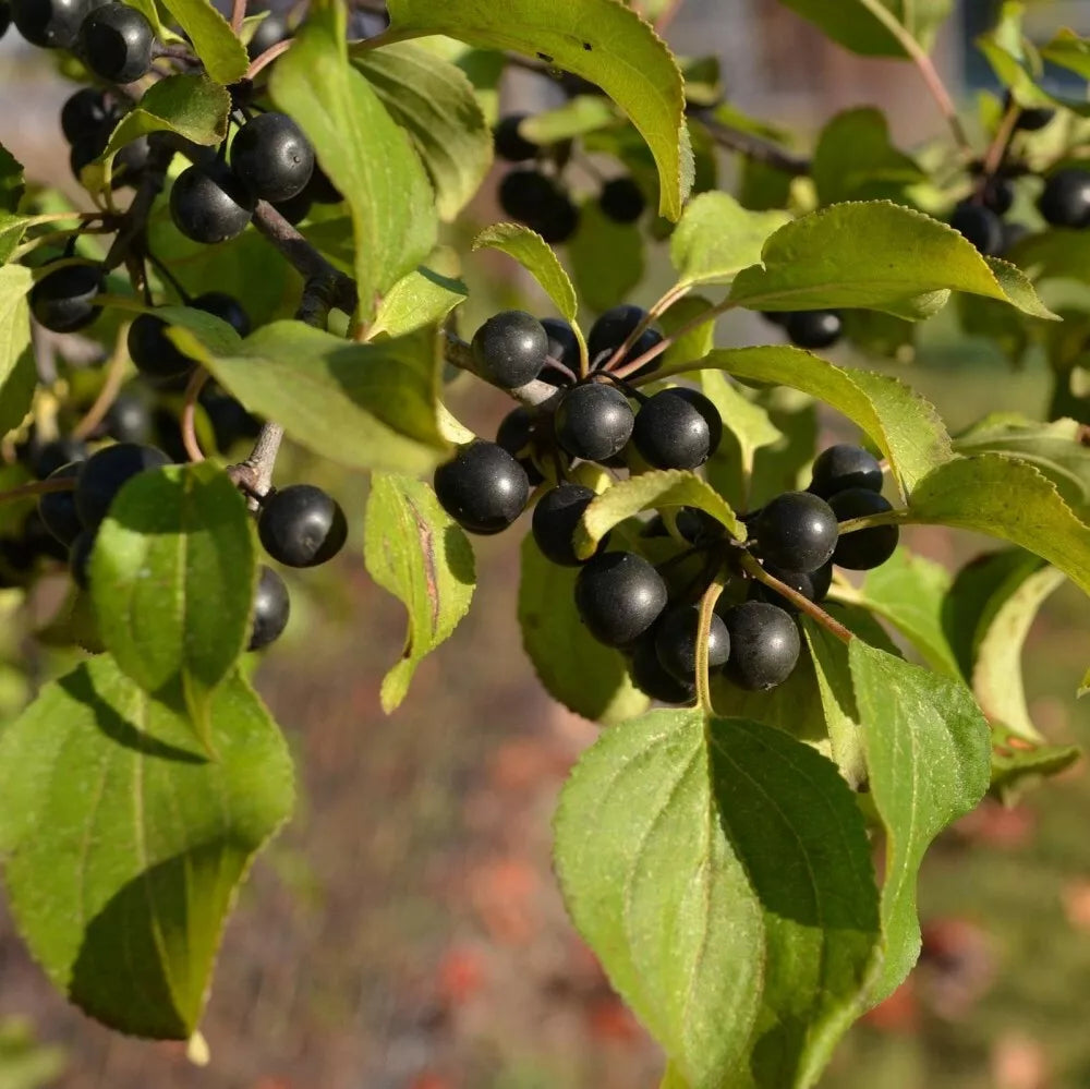 EUROPEAN BUCKTHORN Rhamnus Cathartica - 25+ SEEDS
