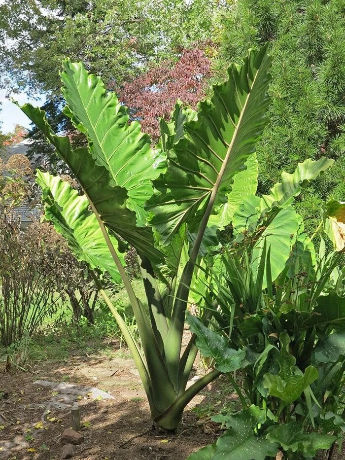 ***PORTORA*** Elephant Ear Alocasia Live Starter Plant**COLD HARDY**GETS HUGE!