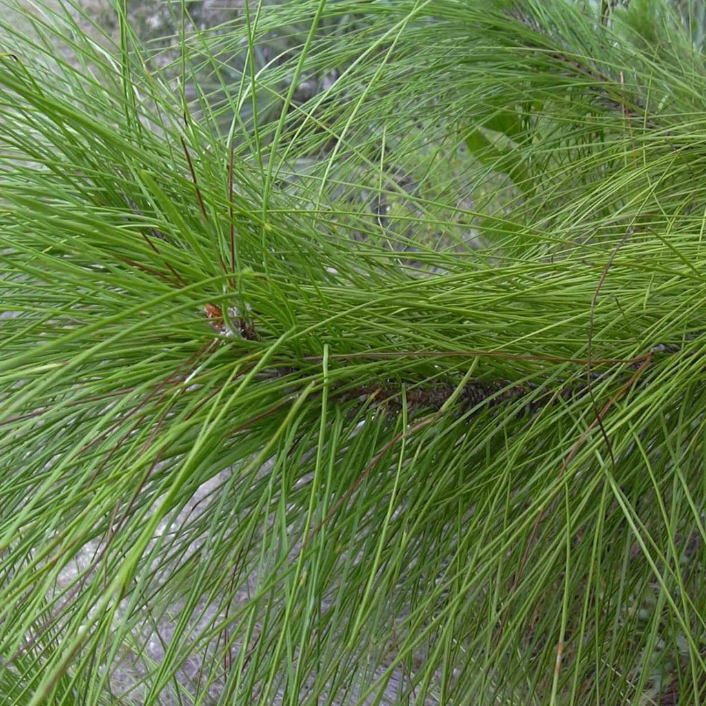 YELLOW SLASH PINE Pinus Elliottii - 10+ SEEDS