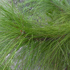 YELLOW SLASH PINE Pinus Elliottii - 10+ SEEDS
