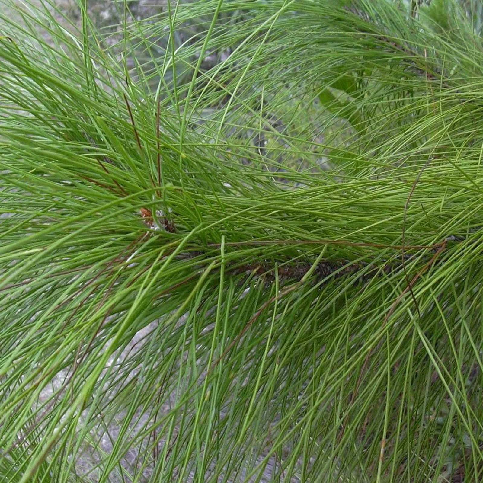 YELLOW SLASH PINE Pinus Elliottii - 10+ SEEDS