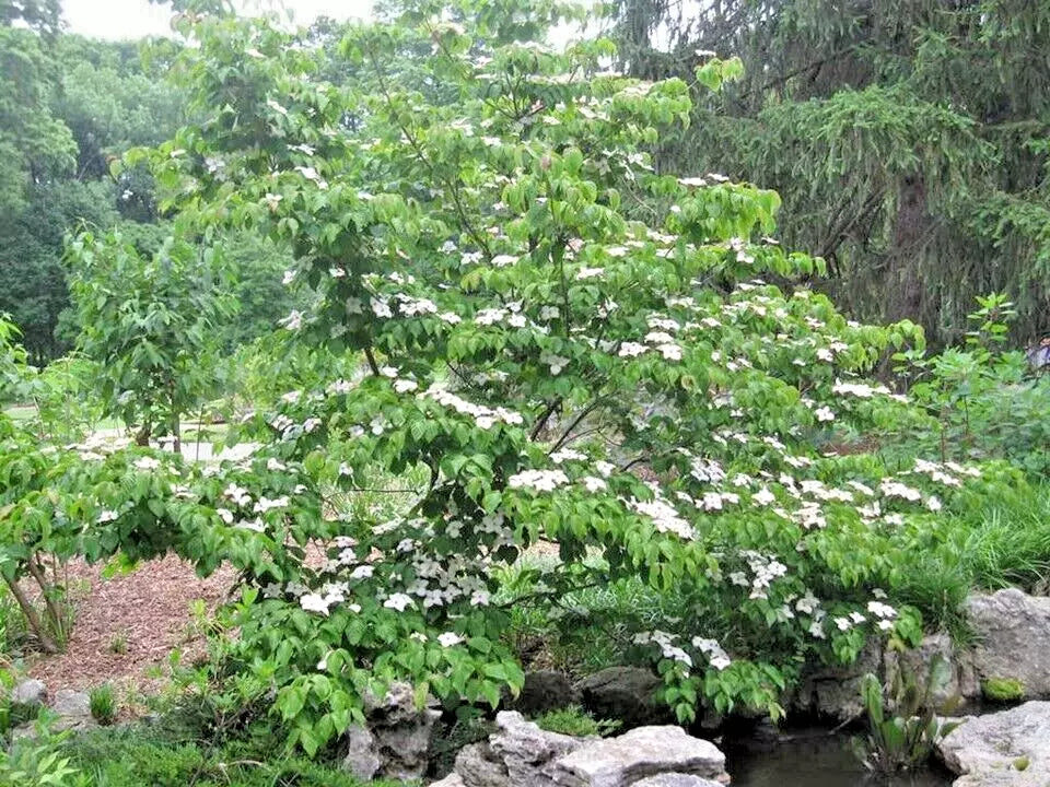12 SANTOMI KOUSA DOGWOOD SEEEDS  - Cornus kousa 'Satomi'   pink flowers