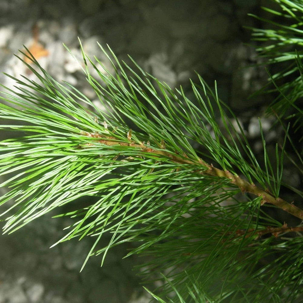 CALIFORNIA WHITE PINE Pinus Monticola - 20 SEEDS
