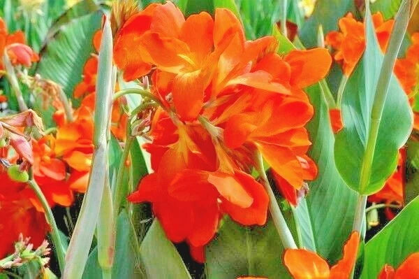 12 CANNA ORANGE PUNCH SEEEDS