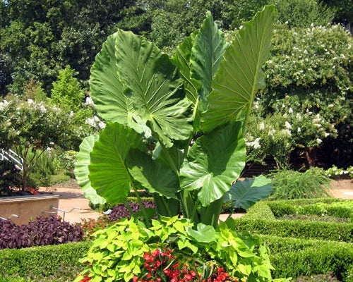***CALIDORA*** Elephant Ear Alocasia Live Starter Plant**COLD HARDY**GETS HUGE!