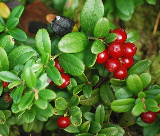 LINGONBERRY Vaccinium Vitis-idaea - 250 Bulk Seeds