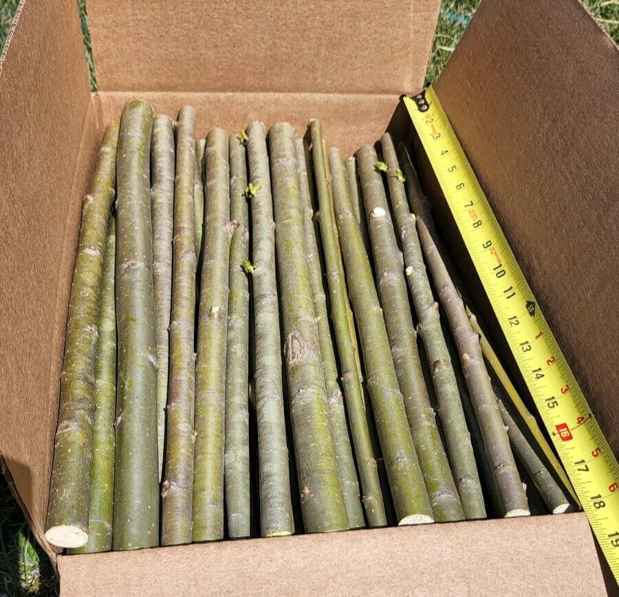 25 Huge Austree Hybrid Willow Cuttings Fast Growing Privacy Tree Hedge 18 inch