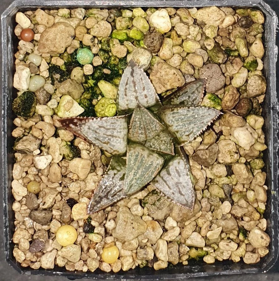 HW116 Haworthia splendens scarlet floyd PP21, Phyto available