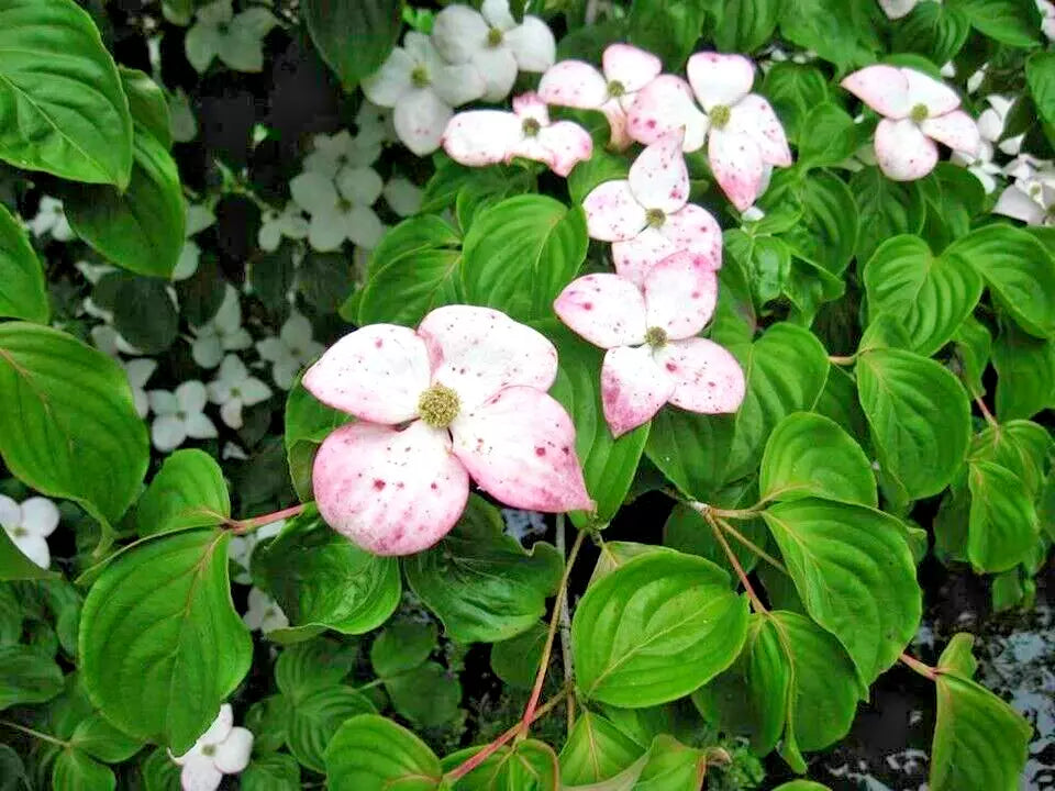 12 SANTOMI KOUSA DOGWOOD SEEEDS  - Cornus kousa 'Satomi'   pink flowers