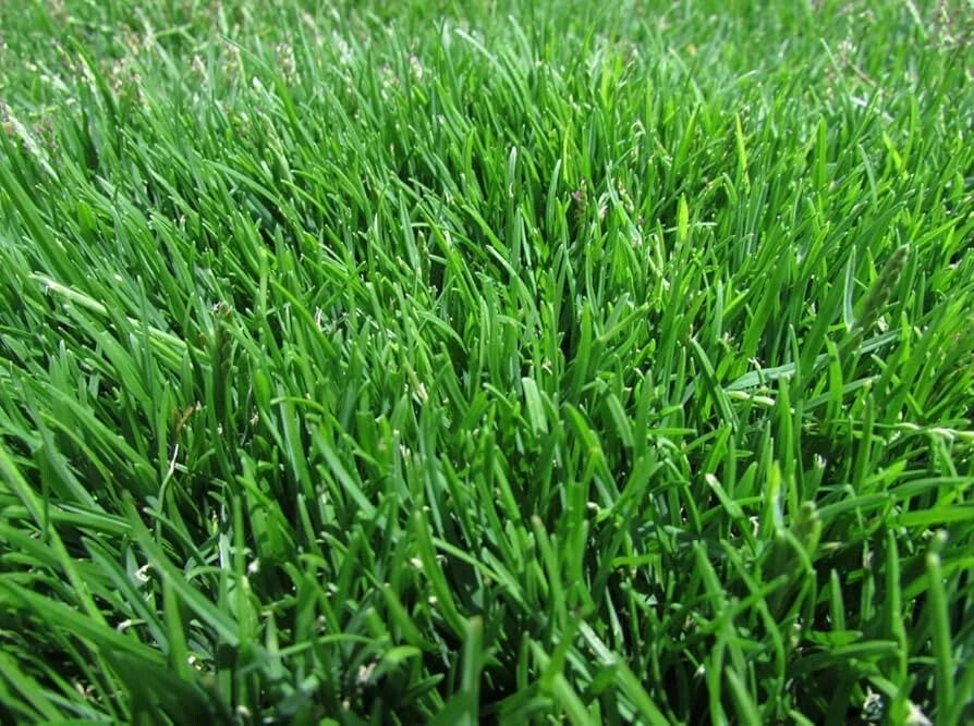 20000 Emerald Zoysia Grass Seeds ¨C Premium Lawn Turf Drought & Heat Tolerant