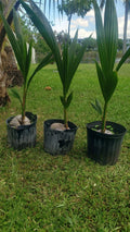 1 Coconut Palm Tree     Dwarf Variety  3 feet tall + Plus