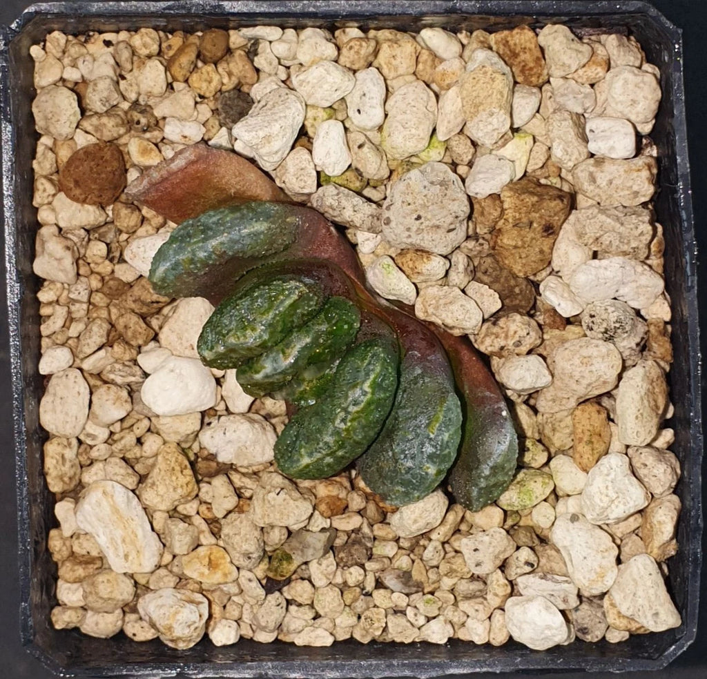 HW101 Haworthia maughanii 'PHOENIX', Phyto available
