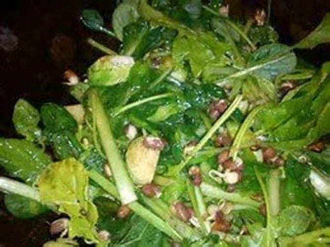 12 oz Adzuki Bean Seeds, Non-GMO Seed For Sprouting Sprouts Microgreens