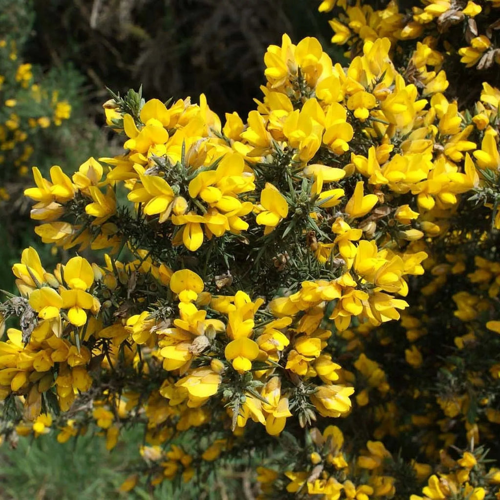 GORSE Ulex Europaeus - 30+ SEEDS
