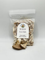 Grey Oyster Mushroom Plug Spawn 100X -FREE USA shipping