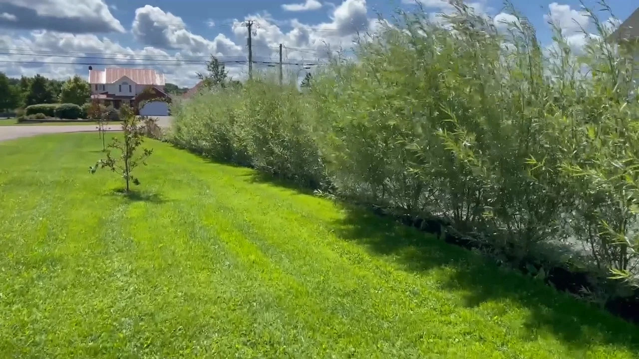 15 HUGE THICK Austree Hybrid Willow Tree Cuttings DIRECT FALL PLANTING 18 inch