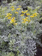 100 SEEDS RUDA RUE RUTA GRAVEOLENS ORGANIC AROMATIC MEDICINAL RELIGION RITUAL