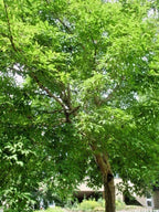 15 THREE FLOWER MAPLE SEEEDS - Acer trifolium