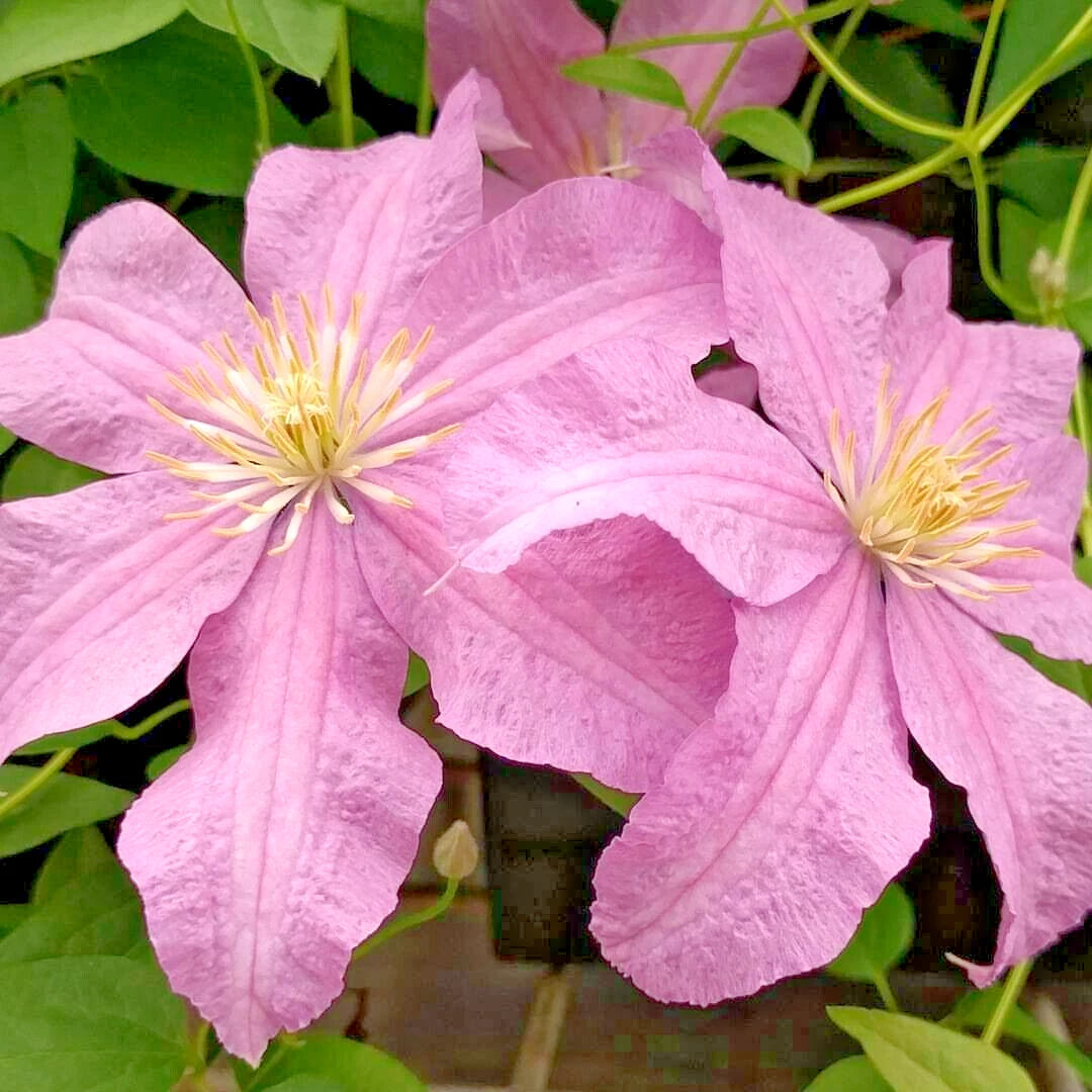 15 DANUTA CLEMATIS SEEEDS