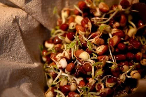 12 oz Adzuki Bean Seeds, Non-GMO Seed For Sprouting Sprouts Microgreens