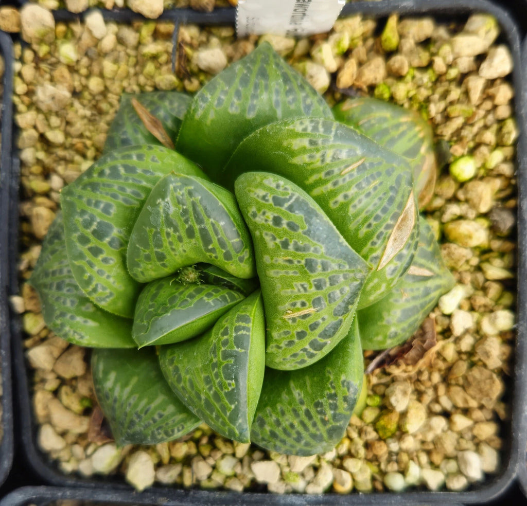 HW181 Haworthia 'Bubbles' Renny Wong hybrid, Read description!