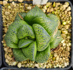 HW181 Haworthia 'Bubbles' Renny Wong hybrid, Read description!