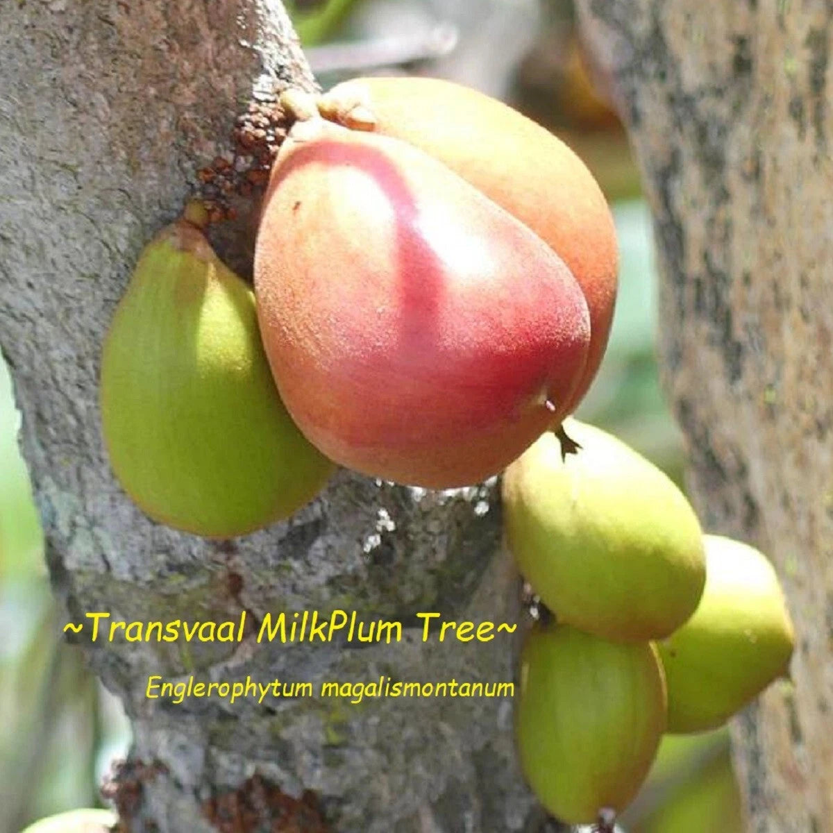 ~Transvaal MilkPlum Tree~ Englerophytum magalismontanu