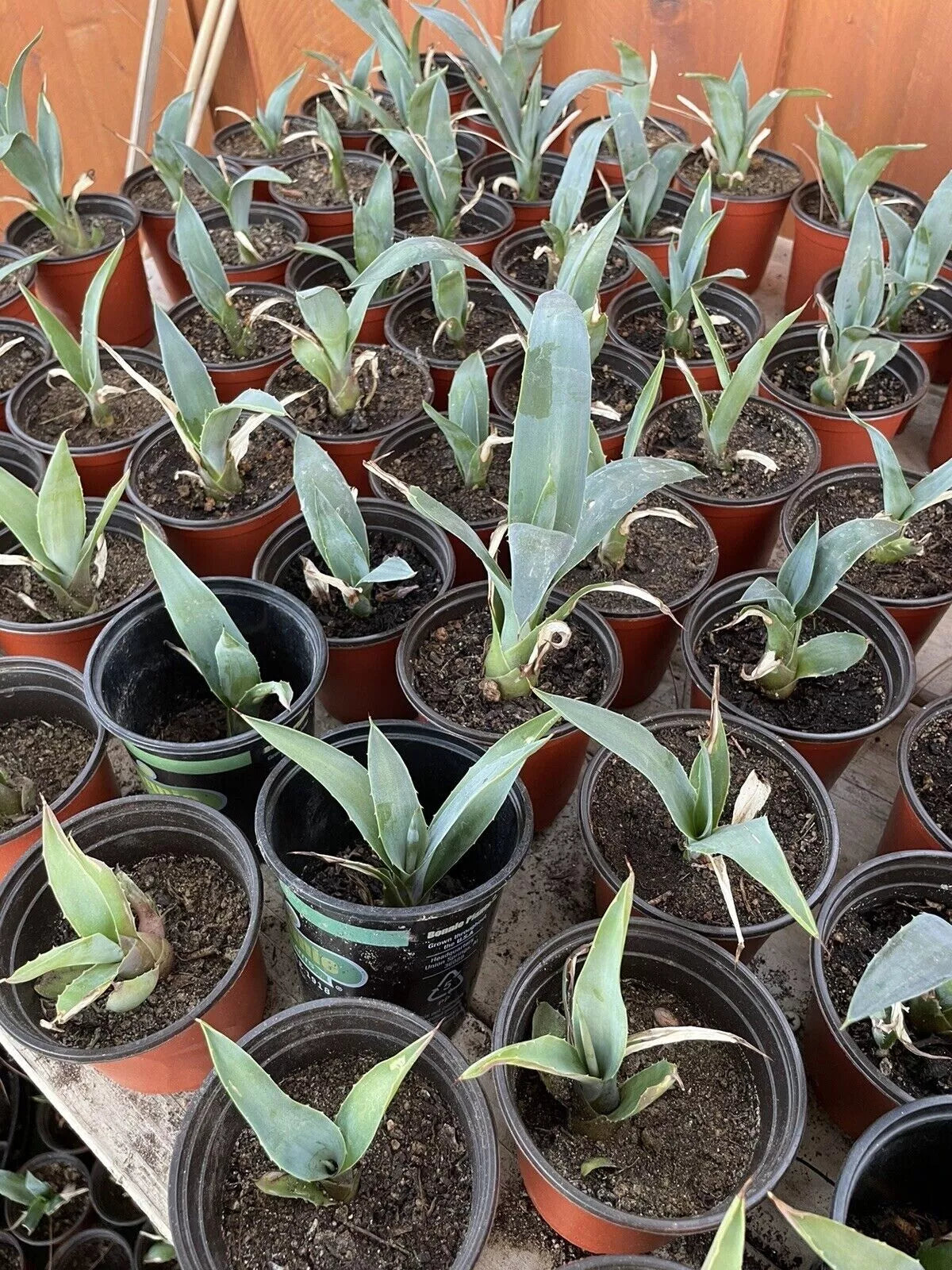 4 Blue Agave Plant Planter Tequilana Azul Indoor/Outdoor Home Decor Succulent