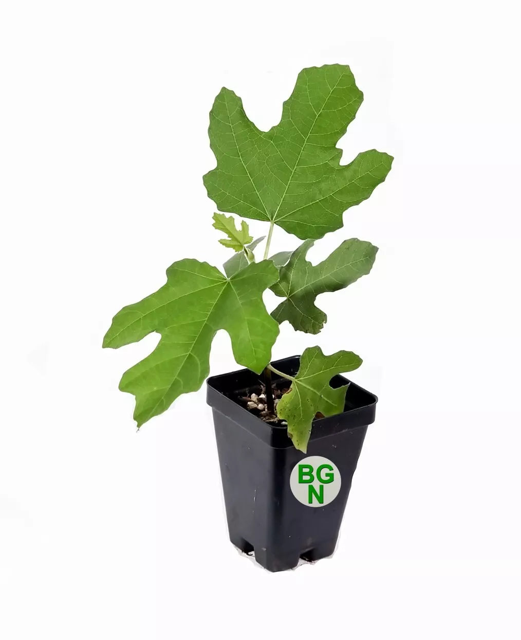 Fignomenal Dwarf Fig Tree ¨C Dwarf Fig Plant ¨C Self Fertile