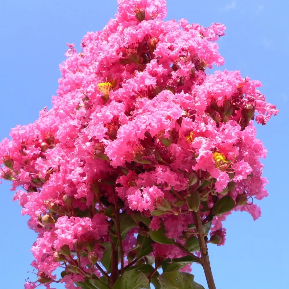 CRAPEMYRTLE Lagerstroemia Indica - 55 SEEDS