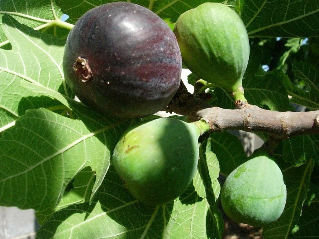 Fig Tree - 'Black Mission' - Fruiting Fig Tree - Ficus Carica