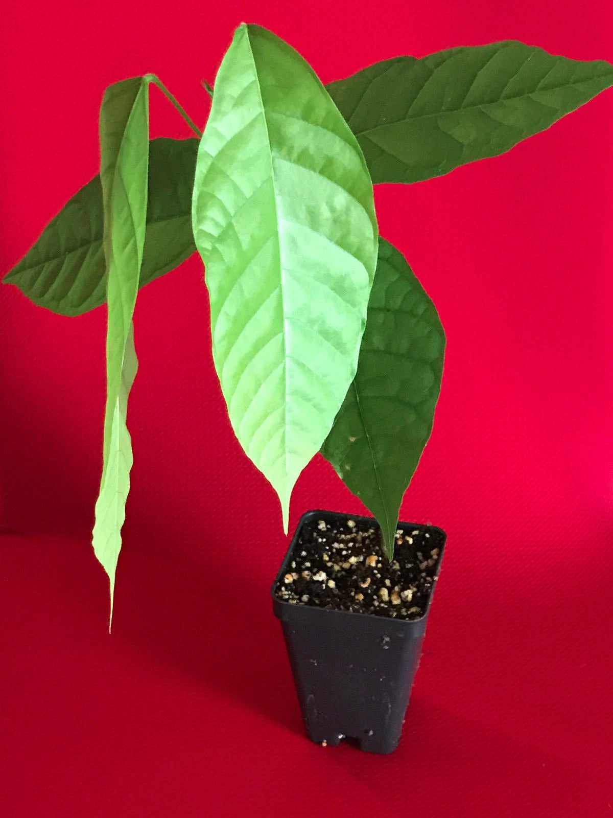 RED TRINITARIO Theobroma Cacao Cocoa Chocolate Fruit Tree Potted Plant Medium Po