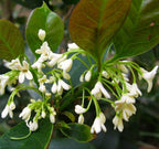 TEA OLIVE Osmanthus Fragrans - 5+ SEEDS