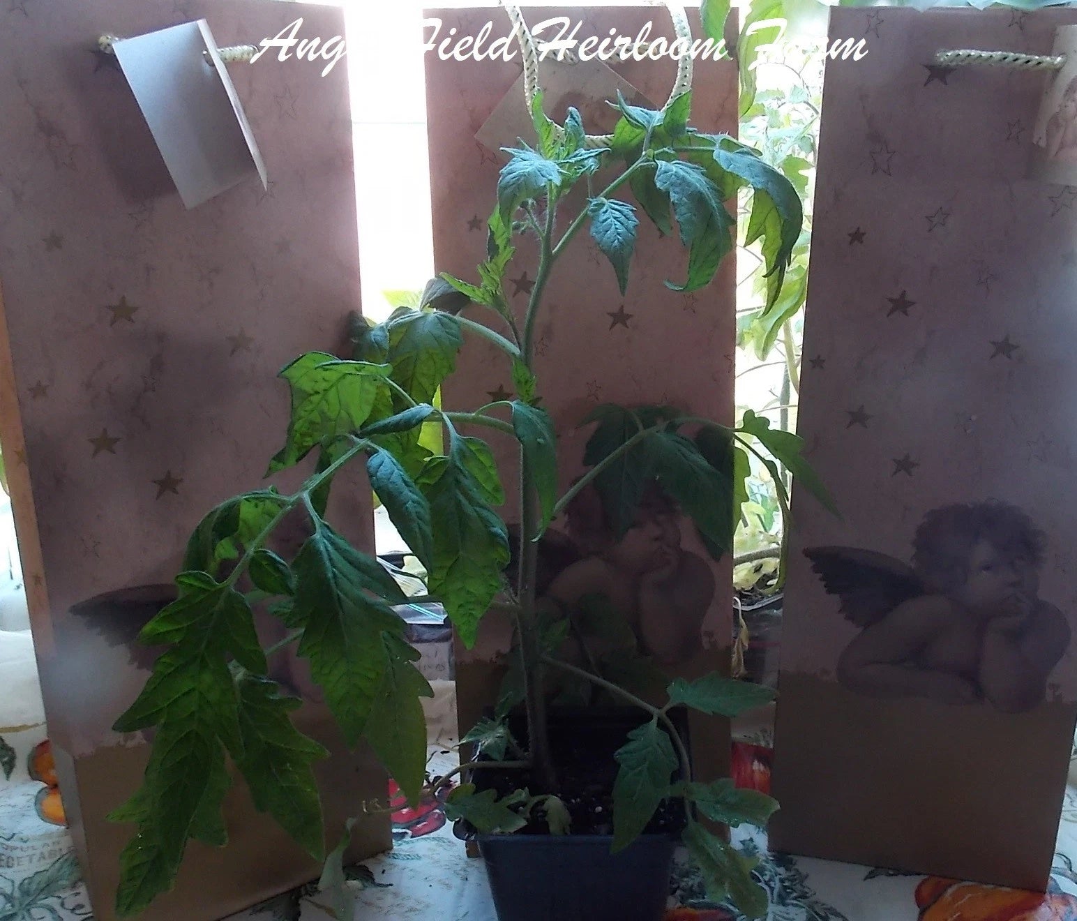 10 Orange Strawberry Heirloom Historical  Plus 2 Packs of Vegetable Seeds