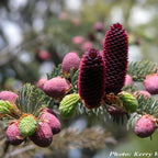 LIJIANG SPRUCE Picea Likiangensis - 15+ SEEDS