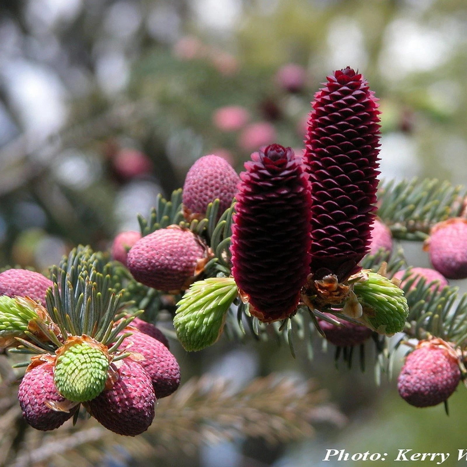 LIJIANG SPRUCE Picea Likiangensis - 15+ SEEDS