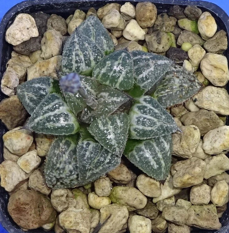 HW110 Haworthia splendens 'YUKI KESHIKI', Phyto available