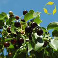 MAHALEB CHERRY Prunus Mahaleb - 20+ SEEDS