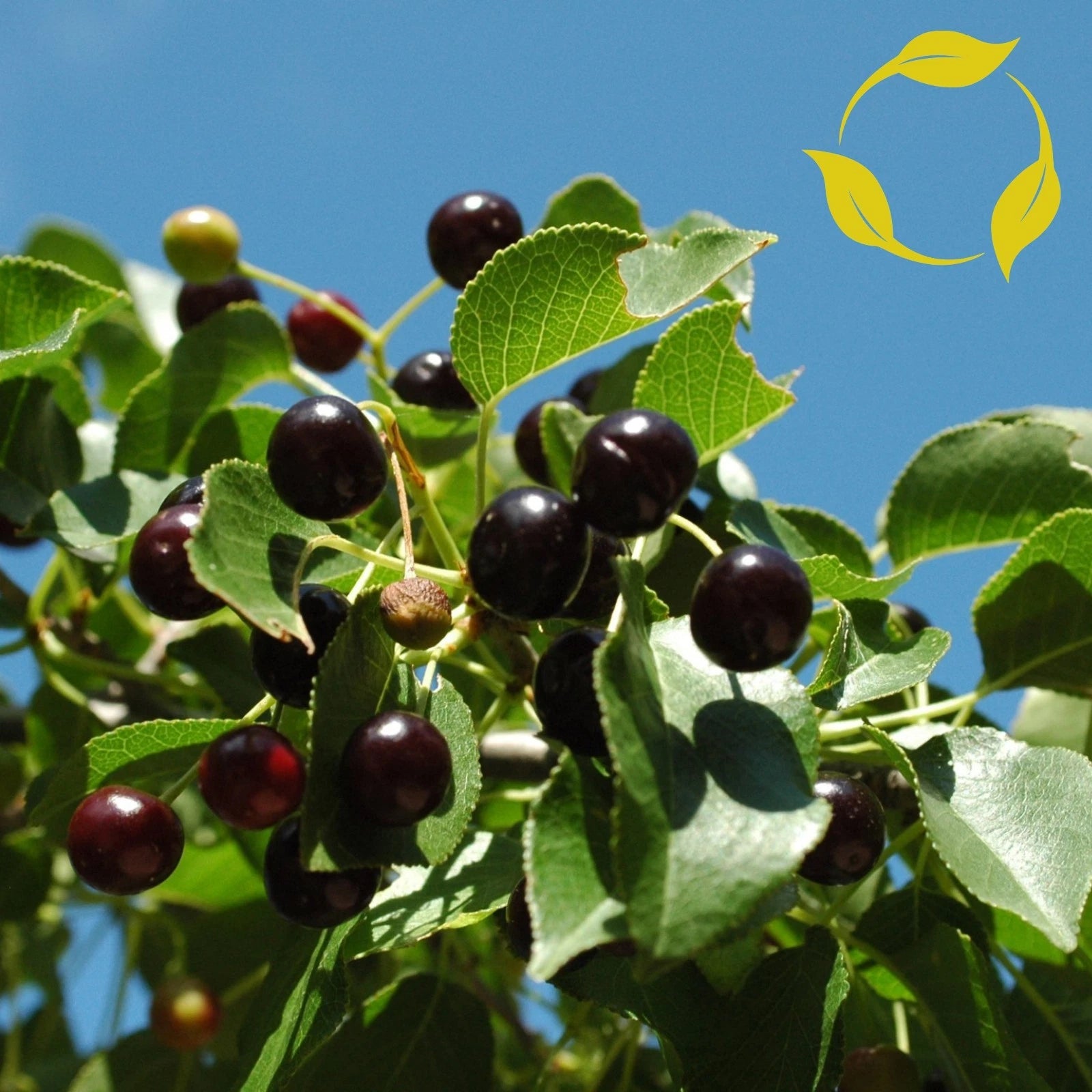 MAHALEB CHERRY Prunus Mahaleb - 20+ SEEDS