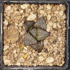 HW158 Haworthia splendens 'OZAWA', Phyto available