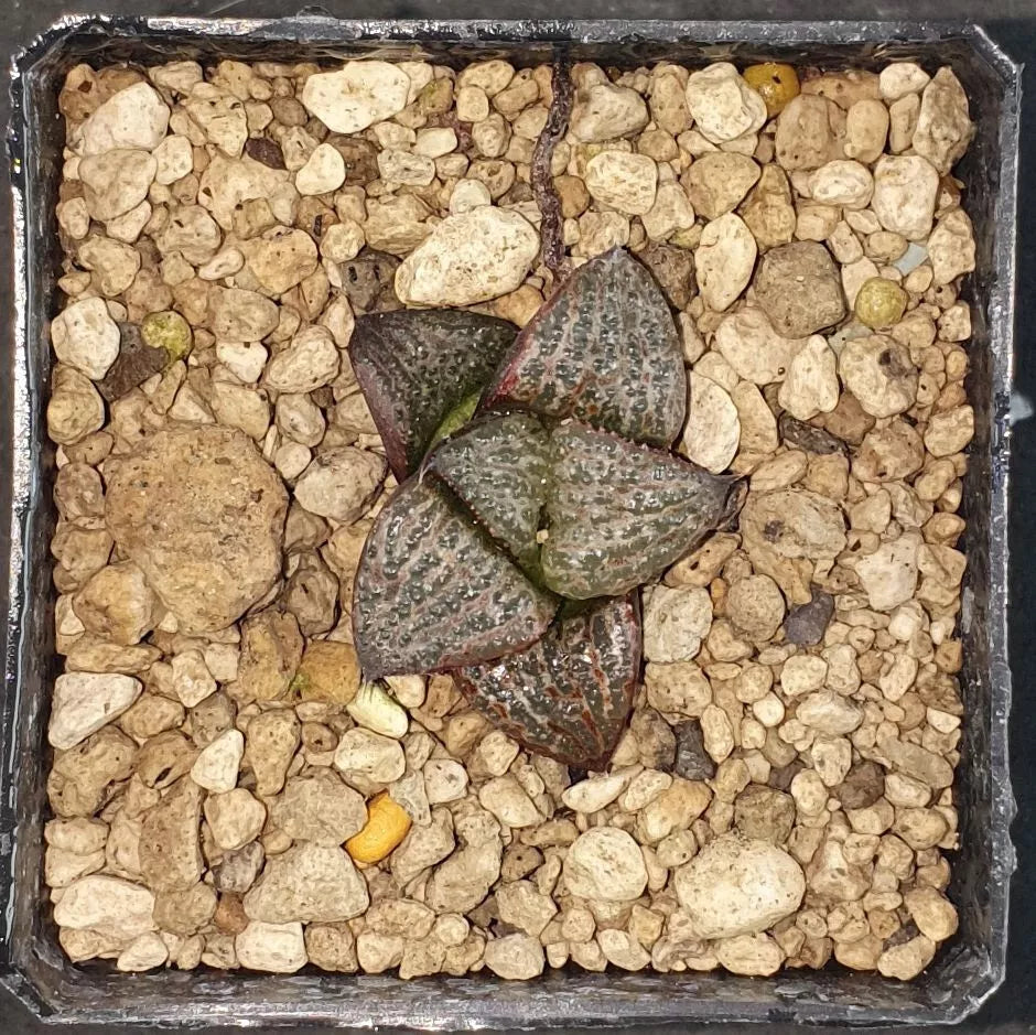 HW158 Haworthia splendens 'OZAWA', Phyto available