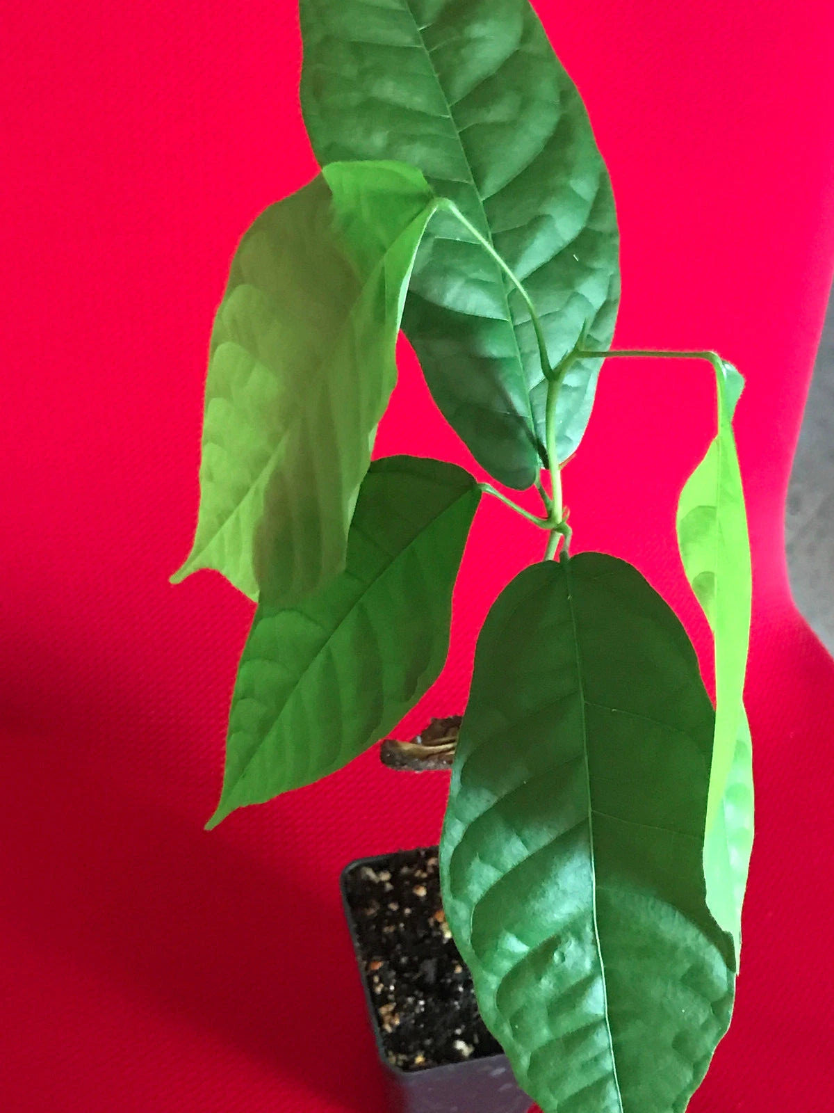 FORASTERO Theobroma Cacao Cocoa Chocolate Tree Potted Plant Yellow Pod