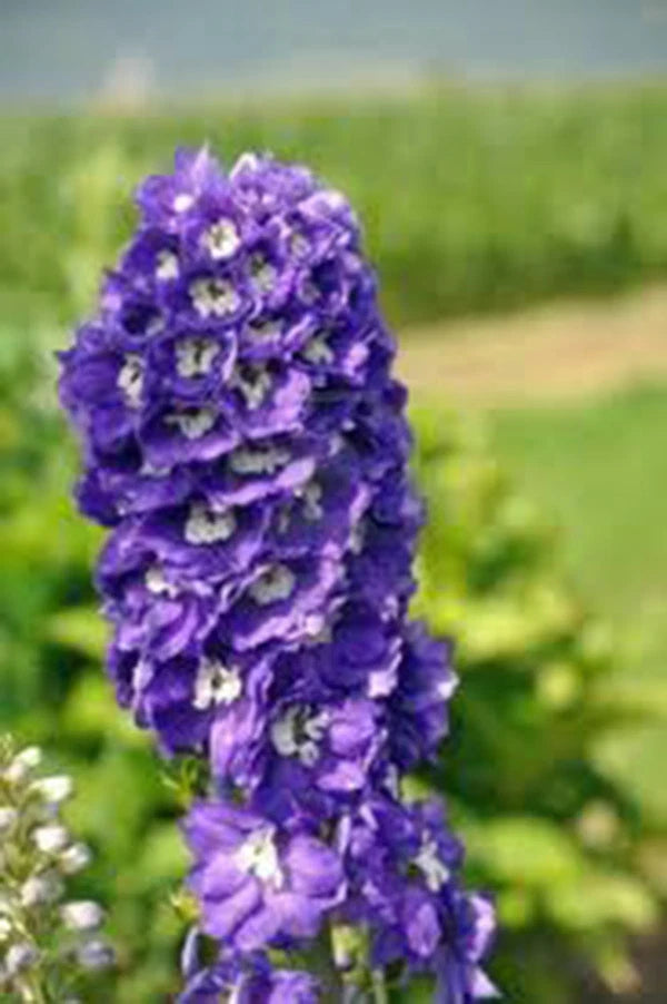 LARKSPUR, GIANT IMPERIAL 100+ SEEDS NEWLY HARVESTED, A GREAT CUT FLOWER