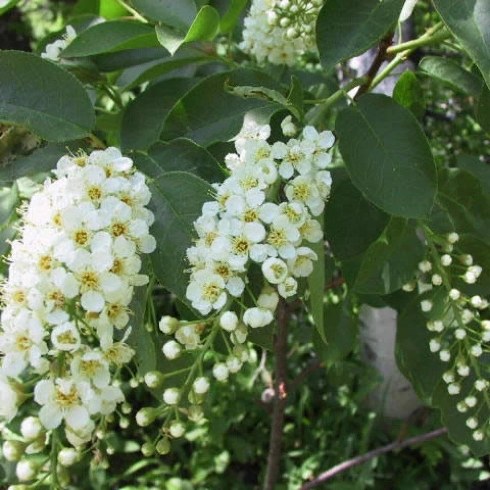 BLACK CHOKE CHERRY Prunus Virginiana - 20+ SEEDS