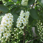 BLACK CHOKE CHERRY Prunus Virginiana - 20+ SEEDS