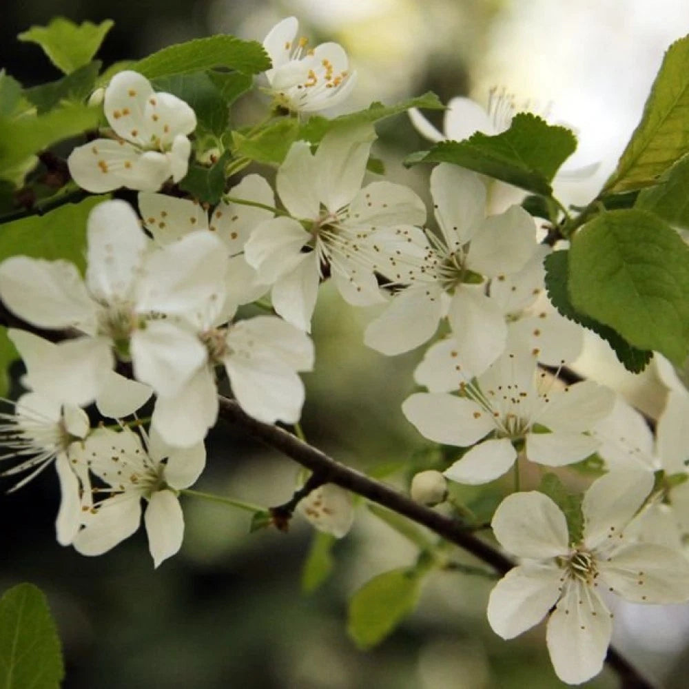 CHERRY PLUM Prunus Cerasifera / Myrobalan - 5 SEEDS